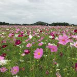 天理市内でお墓の新設工事にかかりました。