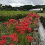 お墓の巻石工事に着手しました。囲い石をすることで墓地がキッチリ整然としました。