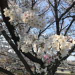 満開の桜の下で新規お墓の建立を完成いたしました。