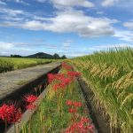 橿原市の墓地で、秋の季節を感じるお彼岸にお墓の新規建設をいたしました。